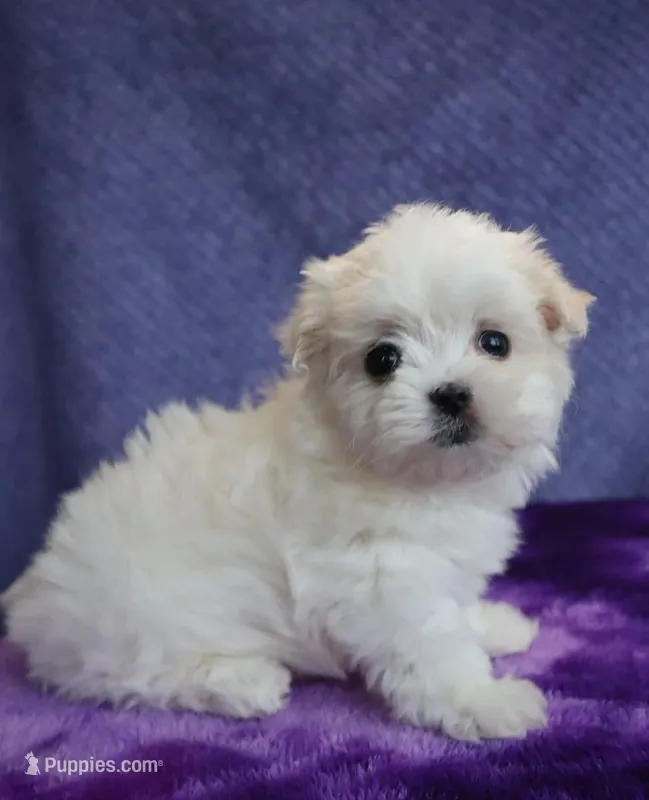 Finn – Maltese puppy for sale in Long Beach, CA
