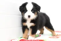 processed/37d86ddd-8d79-4cea-bc52-cc7698cf8b3f/listing/1c5c2aa6-417e-4995-8953-2c4dca3532d0/4a1f8c8f-16c3-4ce9-a9bb-226062105593