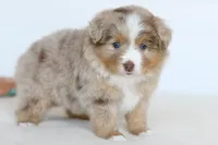 Willow, a female Toy Australian Shepherd for sale in Ellsinore, MO – Photo 5 of 10