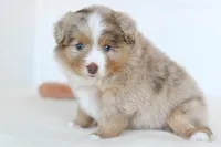 Willow, a female Toy Australian Shepherd for sale in Ellsinore, MO – Photo 9 of 10