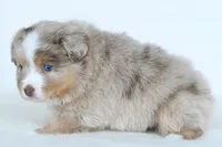 Willow, a female Toy Australian Shepherd for sale in Ellsinore, MO – Photo 6 of 10