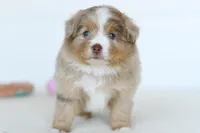 Willow, a female Toy Australian Shepherd for sale in Ellsinore, MO – Photo 8 of 10