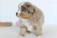 Willow, a female Toy Australian Shepherd for sale in Ellsinore, MO – Photo 10 of 10