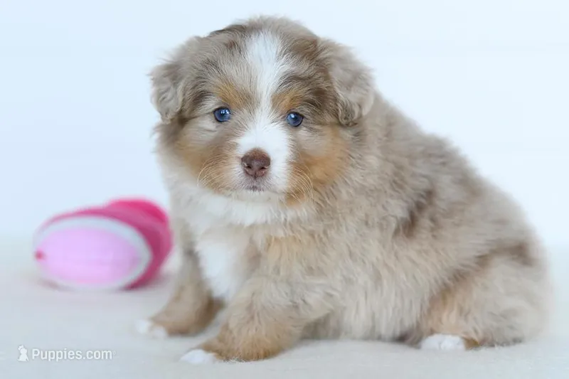 Willow – Toy Australian Shepherd puppy for sale in Ellsinore, MO