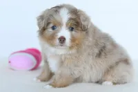 Willow, a female Toy Australian Shepherd for sale in Ellsinore, MO – Photo 1 of 10