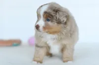 Willow, a female Toy Australian Shepherd for sale in Ellsinore, MO – Photo 4 of 10