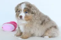 Willow, a female Toy Australian Shepherd for sale in Ellsinore, MO – Photo 3 of 10