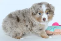 Willow, a female Toy Australian Shepherd for sale in Ellsinore, MO – Photo 2 of 10