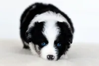 Rogue, a female Miniature Australian Shepherd for sale in Ellsinore, MO – Photo 10 of 10