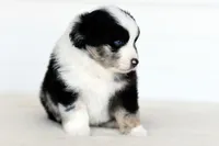 Rogue, a female Miniature Australian Shepherd for sale in Ellsinore, MO – Photo 9 of 10