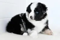 Rogue, a female Miniature Australian Shepherd for sale in Ellsinore, MO – Photo 8 of 10