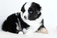 Rogue, a female Miniature Australian Shepherd for sale in Ellsinore, MO – Photo 5 of 10