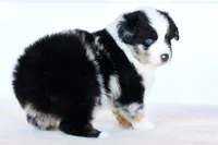 Rogue, a female Miniature Australian Shepherd for sale in Ellsinore, MO – Photo 4 of 10