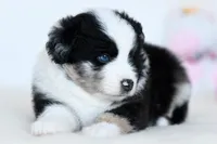 Rogue, a female Miniature Australian Shepherd for sale in Ellsinore, MO – Photo 3 of 10