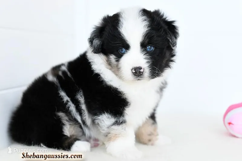 Rogue – Miniature Australian Shepherd puppy for sale in Ellsinore, MO