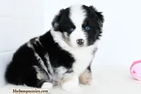 Rogue, a female Miniature Australian Shepherd for sale in Ellsinore, MO – Photo 1 of 10