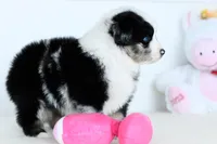 Rogue, a female Miniature Australian Shepherd for sale in Ellsinore, MO – Photo 6 of 10