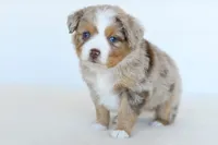 Jack, a male Toy Australian Shepherd for sale in Ellsinore, MO – Photo 10 of 10