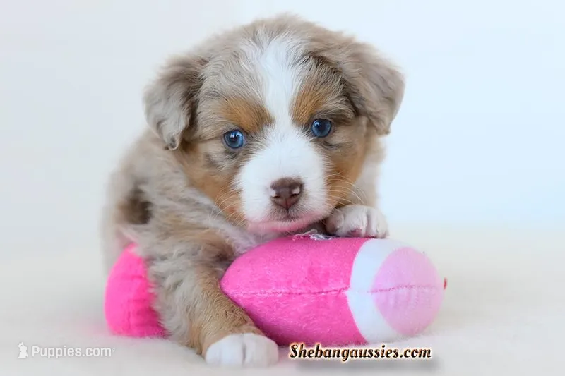 Jack – Toy Australian Shepherd puppy for sale in Ellsinore, MO