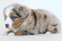 Jack, a male Toy Australian Shepherd for sale in Ellsinore, MO – Photo 5 of 10