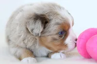 Jack, a male Toy Australian Shepherd for sale in Ellsinore, MO – Photo 4 of 10