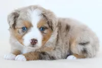 Jack, a male Toy Australian Shepherd for sale in Ellsinore, MO – Photo 6 of 10