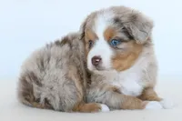 Jack, a male Toy Australian Shepherd for sale in Ellsinore, MO – Photo 3 of 10