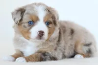 Jack, a male Toy Australian Shepherd for sale in Ellsinore, MO – Photo 2 of 10