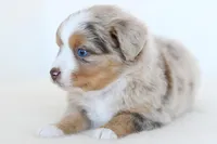 Jack, a male Toy Australian Shepherd for sale in Ellsinore, MO – Photo 7 of 10