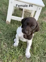 F#4, a female German Shorthaired Pointer for sale in Groveton, TX – 3 of 3