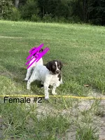 F#2, a female German Shorthaired Pointer for sale in Groveton, TX – 3 of 3