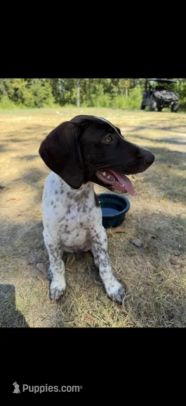 F#2 – German Shorthaired Pointer puppy for sale in Groveton, TX