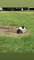 F#4, a female German Shorthaired Pointer for sale in Groveton, TX – 2 of 3