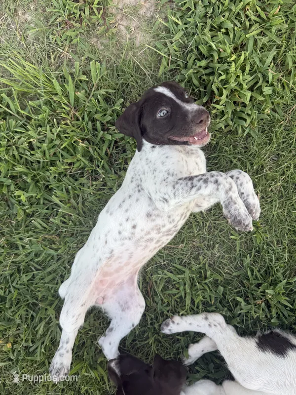 F#2 – German Shorthaired Pointer puppy for sale in Groveton, TX