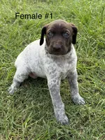 F#1, a female German Shorthaired Pointer for sale in Groveton, TX – 3 of 3