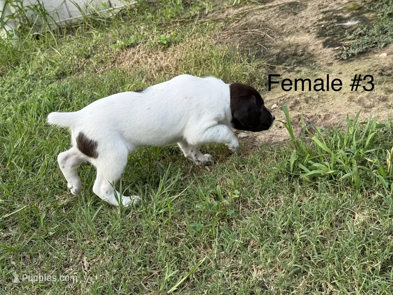 F#3 – German Shorthaired Pointer puppy for sale in Groveton, TX