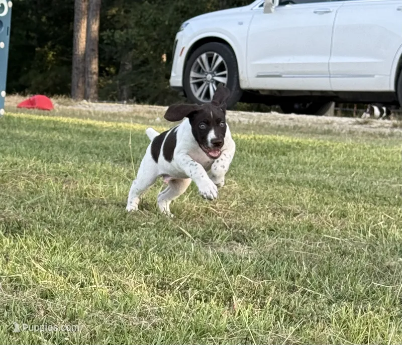 M#1 – German Shorthaired Pointer puppy for sale in Groveton, TX