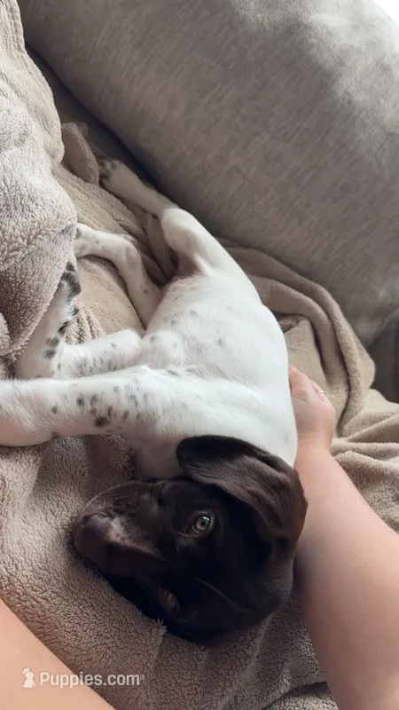 F#3 – German Shorthaired Pointer puppy for sale in Groveton, TX