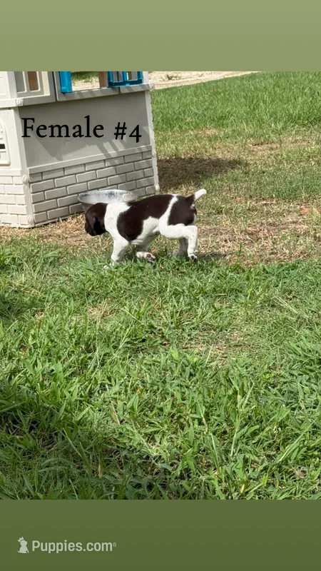 F#4 – German Shorthaired Pointer puppy for sale in Groveton, TX