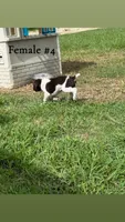 F#4, a female German Shorthaired Pointer for sale in Groveton, TX – 1 of 3