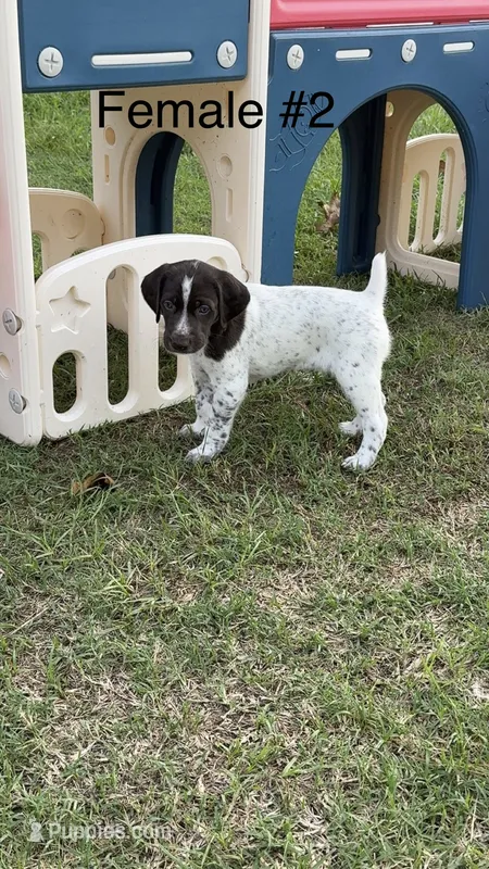 F#2 – German Shorthaired Pointer puppy for sale in Groveton, TX