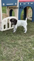 F#2, a female German Shorthaired Pointer for sale in Groveton, TX – 1 of 3