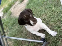 M#1, a male German Shorthaired Pointer for sale in Groveton, TX – 3 of 3