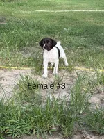 F#3, a female German Shorthaired Pointer for sale in Groveton, TX – 2 of 2