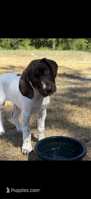 F#3 – German Shorthaired Pointer puppy for sale in Groveton, TX