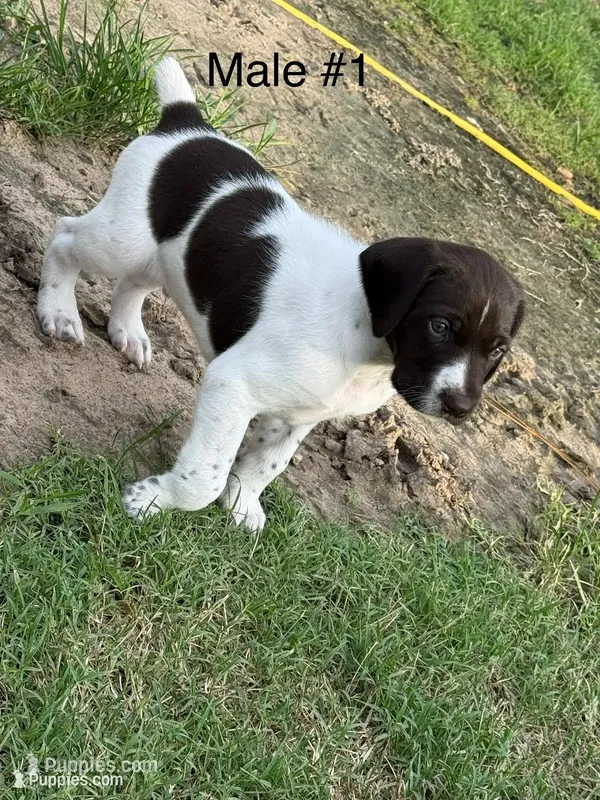 M#1 – German Shorthaired Pointer puppy for sale in Groveton, TX