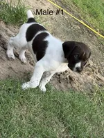 M#1, a male German Shorthaired Pointer for sale in Groveton, TX – 2 of 3