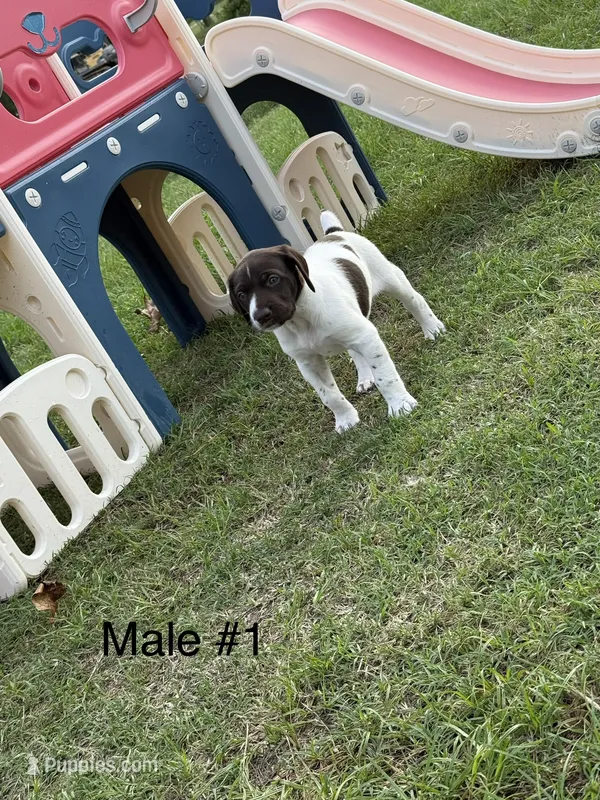 M#1 – German Shorthaired Pointer puppy for sale in Groveton, TX