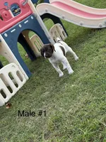 M#1, a male German Shorthaired Pointer for sale in Groveton, TX – 1 of 3