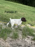 F#1, a female German Shorthaired Pointer for sale in Groveton, TX – 2 of 3
